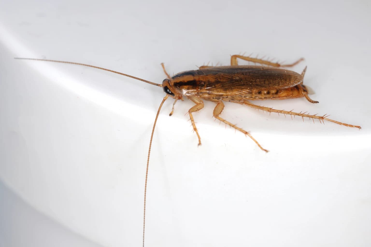 This Is One Roach And Not An Infestation